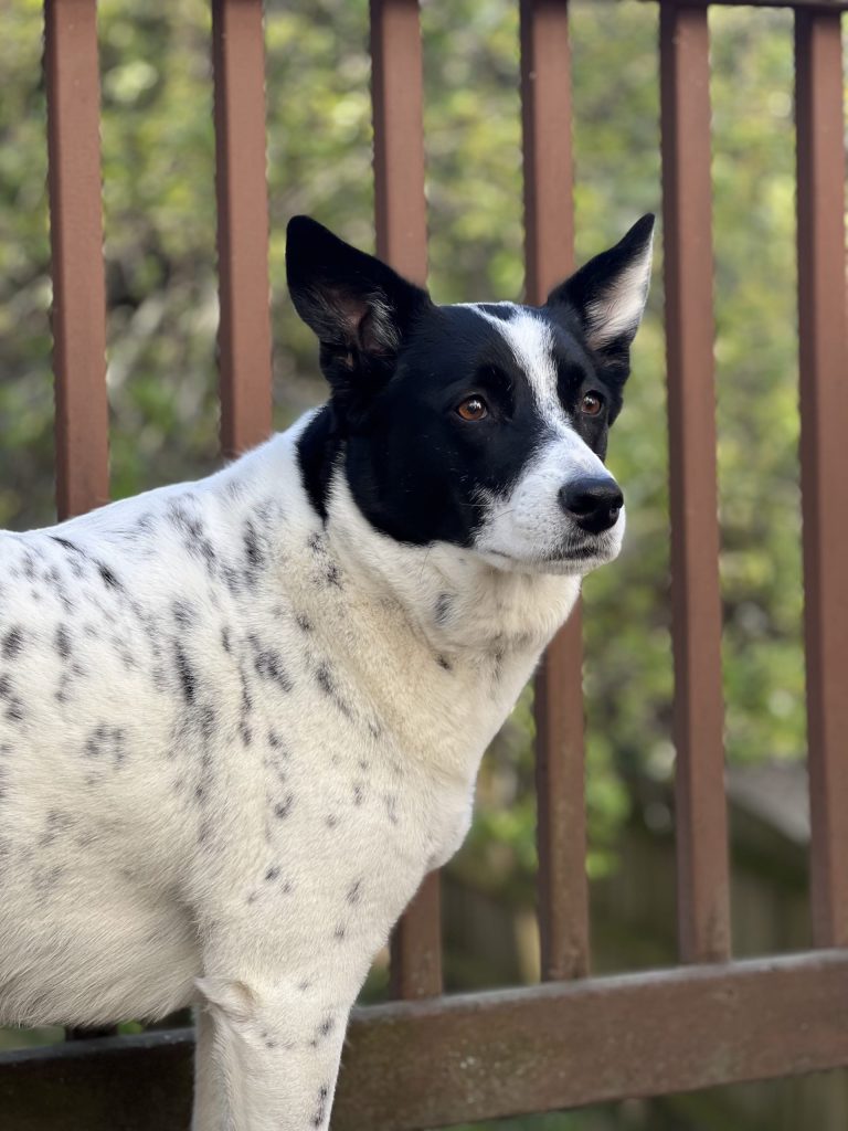 A white and black dog